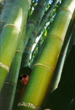 bamboo for fibers and yarn to be used in high fashion items