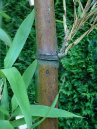 bamboo as a rawmaterial for fibers for high fashion clothing