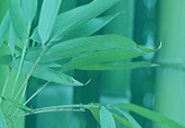 Bamboo plant to symbolize sustainability - Specialties with Swicofil, your global yarn and fiber expert