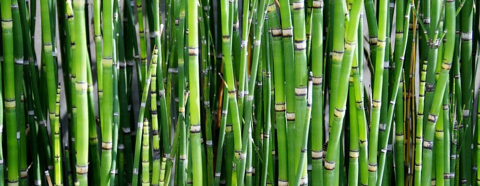 Bamboo (natural) BAM - Background